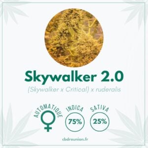 Graines de collection - Skywalker 2.0 - CBD Réunion