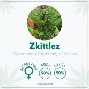 Graines de collection - Zkittlez - CBD Réunion