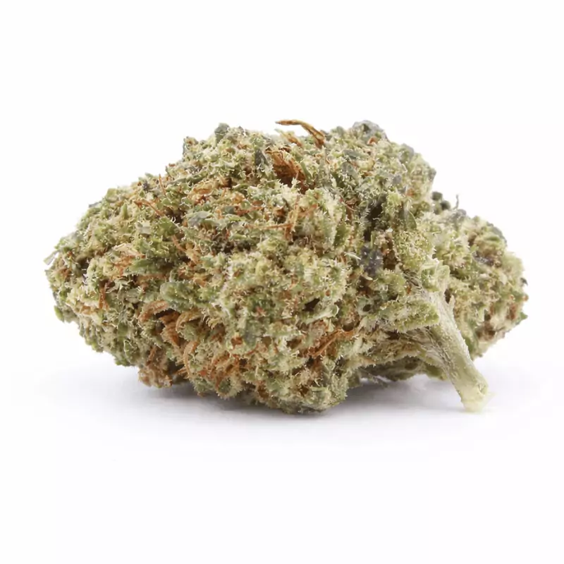 Jalouse 40% NL-1 H3 Turbo