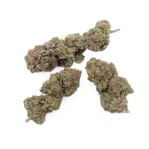 Critical 2.0+ CBD - Big Bud - Indoor Hydro