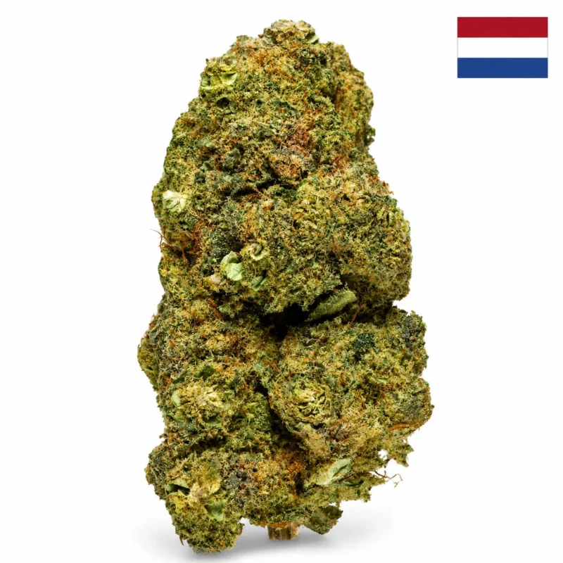 🇳🇱 La Buddha Cheese Puissance 12% CBD Réunion Sativa / Indica